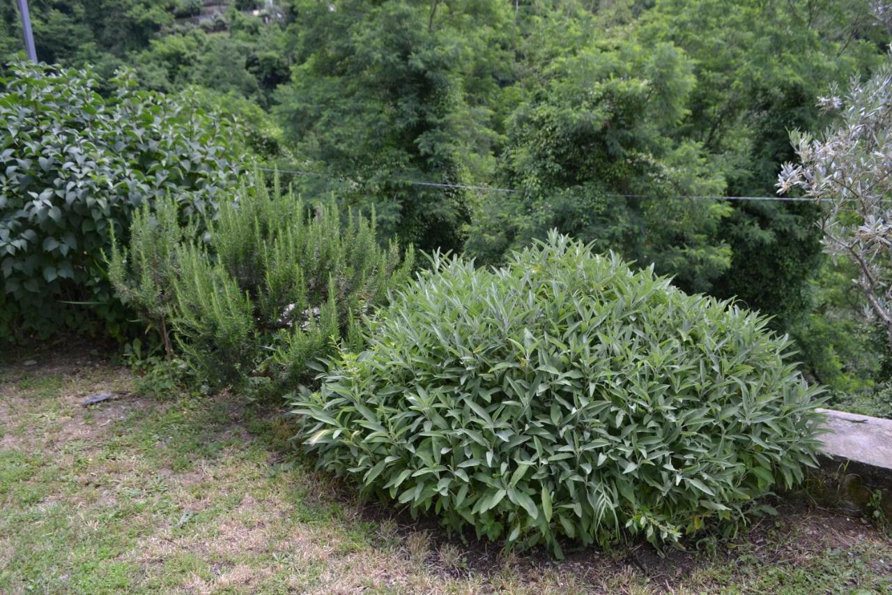 La Limonaia Di Casagrande Holiday home